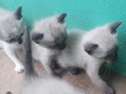 Gato raça Siames idade Abaixo de 2 meses nome Sem nome
