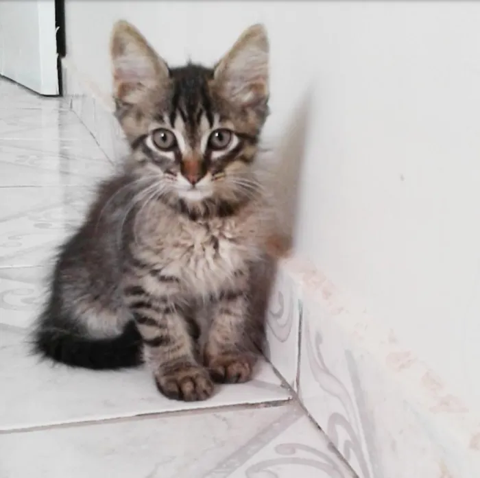 Gato ra a SRD idade Abaixo de 2 meses nome Sem nome 