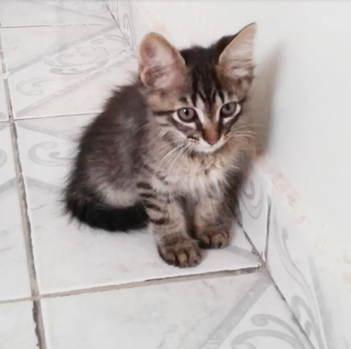 Gato ra a SRD idade Abaixo de 2 meses nome Sem nome 