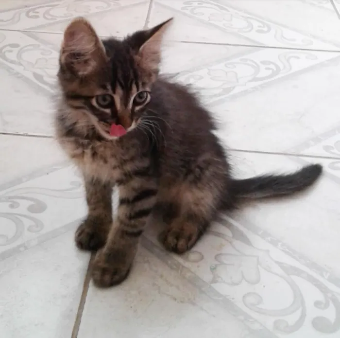 Gato ra a SRD idade Abaixo de 2 meses nome Sem nome 