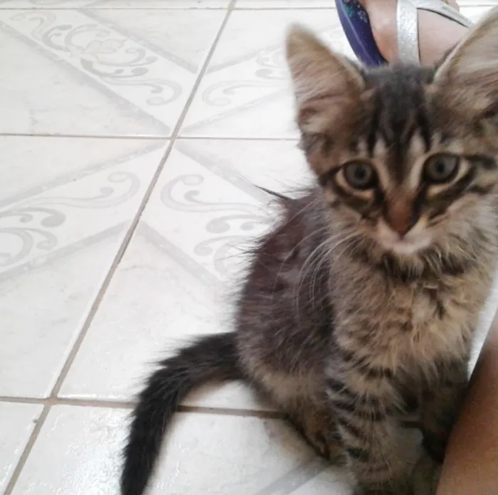 Gato ra a SRD idade Abaixo de 2 meses nome Sem nome 