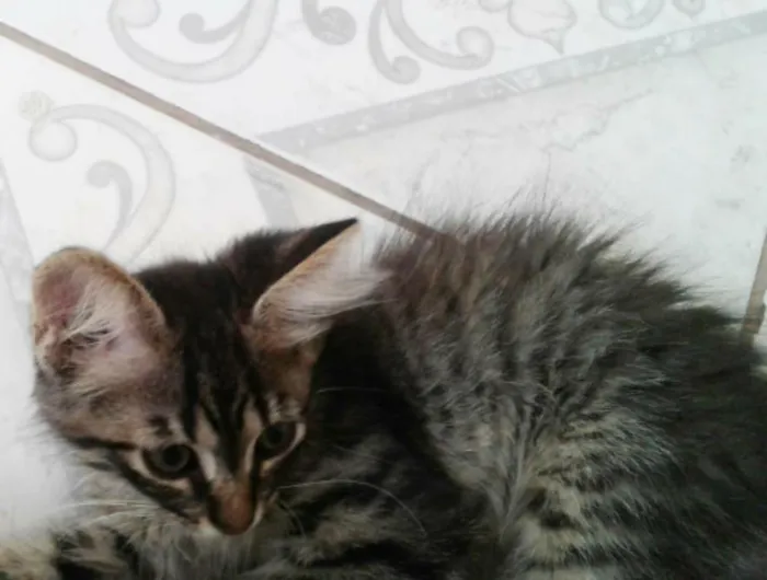 Gato ra a SRD idade Abaixo de 2 meses nome Sem nome 