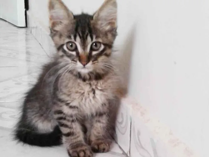 Gato ra a SRD idade Abaixo de 2 meses nome Sem nome 