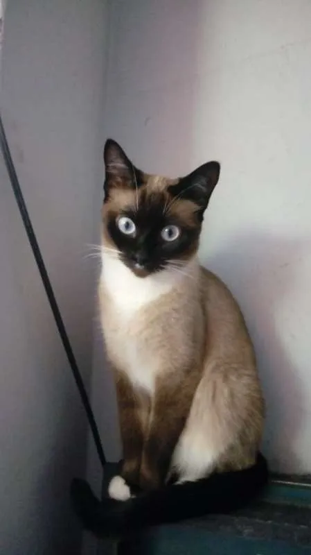 Gato raça Vira-Lata idade 3 anos nome Gordinha