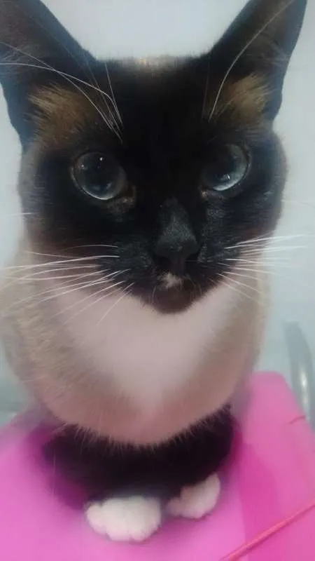 Gato raça Vira-Lata idade 3 anos nome Gordinha