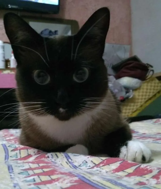 Gato raça Vira-Lata idade 3 anos nome Gordinha