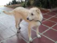 Rosie