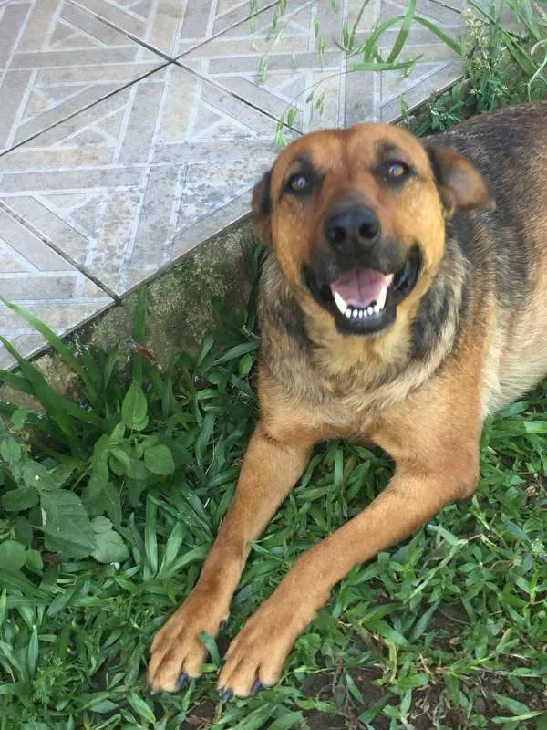 Cachorro ra a SRD idade 6 ou mais anos nome Kit