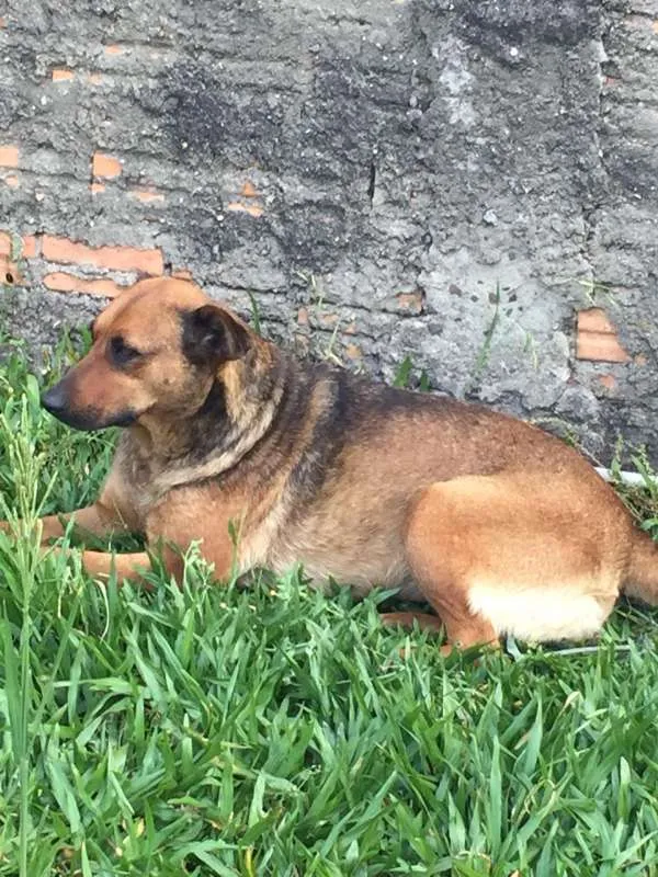 Cachorro ra a SRD idade 6 ou mais anos nome Kit