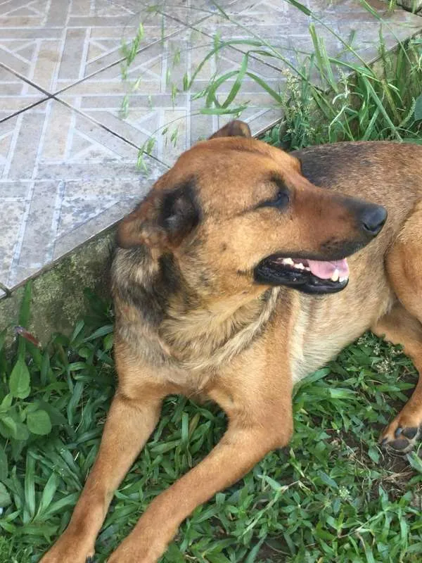 Cachorro ra a SRD idade 6 ou mais anos nome Kit