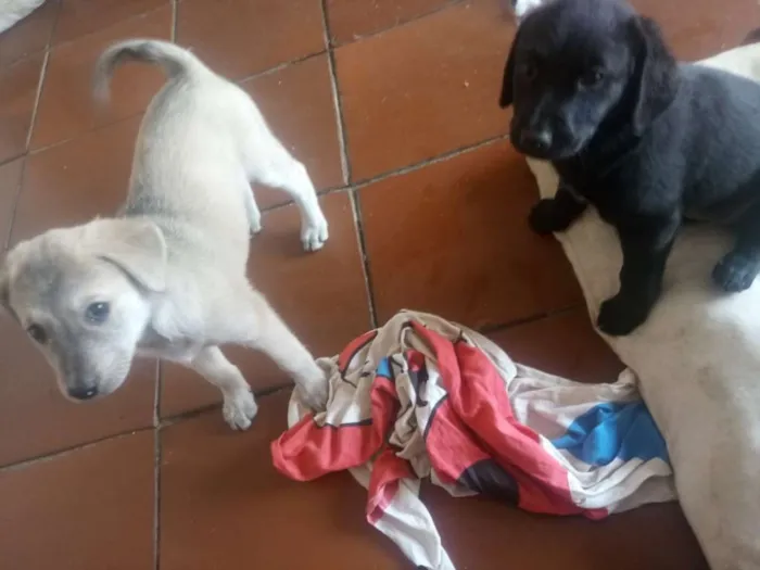 Cachorro ra a vira lata idade 2 a 6 meses nome paty bob