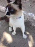 Safira