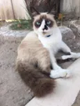 Safira
