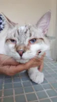 Macchiato