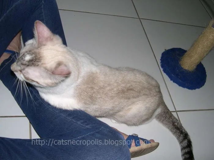 Gato ra a srd idade 2 anos nome Flan