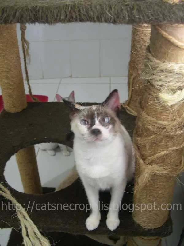 Gato ra a srd idade 2 anos nome Flan