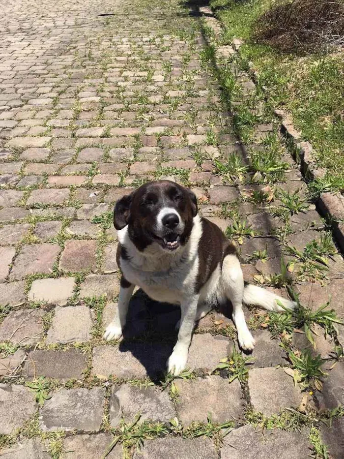 Cachorro ra a Vira-lata com alguma mistura.. idade 5 anos nome Laysla