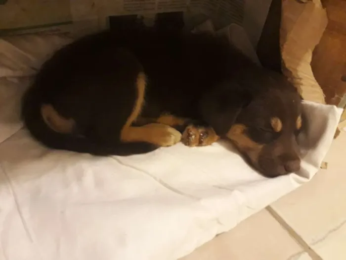 Cachorro ra a Mestiça idade 2 a 6 meses nome Sem nome