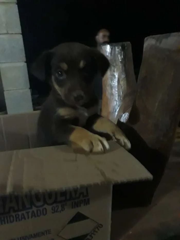 Cachorro ra a Mestiça idade 2 a 6 meses nome Sem nome