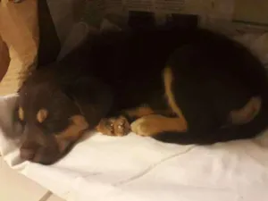 Cachorro raça Mestiça idade 2 a 6 meses nome Sem nome