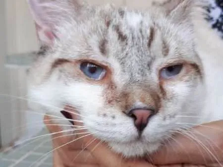 Gato ra a srd idade 2 a 6 meses nome Macchiato