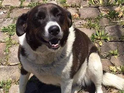 Cachorro ra a Vira-lata com alguma mistura.. idade 5 anos nome Laysla