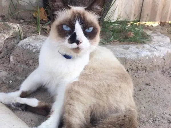 Gato ra a SRD idade 2 anos nome Safira