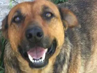 Cachorro ra a SRD idade 6 ou mais anos nome Kit