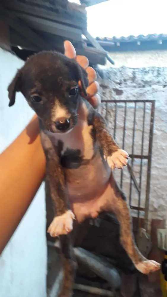 Cachorro ra a mistura  com vilalata idade 2 a 6 meses nome Não tem nome e novin