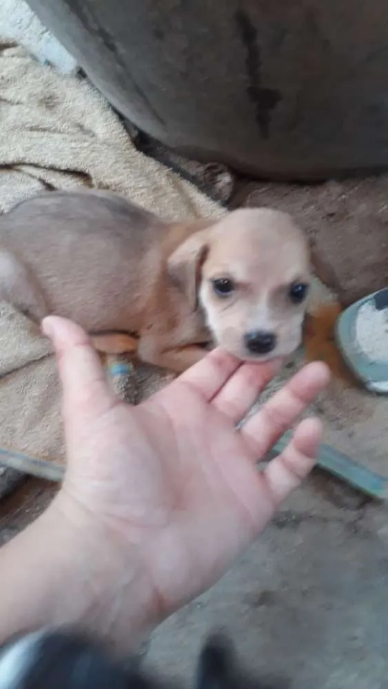 Cachorro ra a mistura  com vilalata idade 2 a 6 meses nome Não tem nome e novin