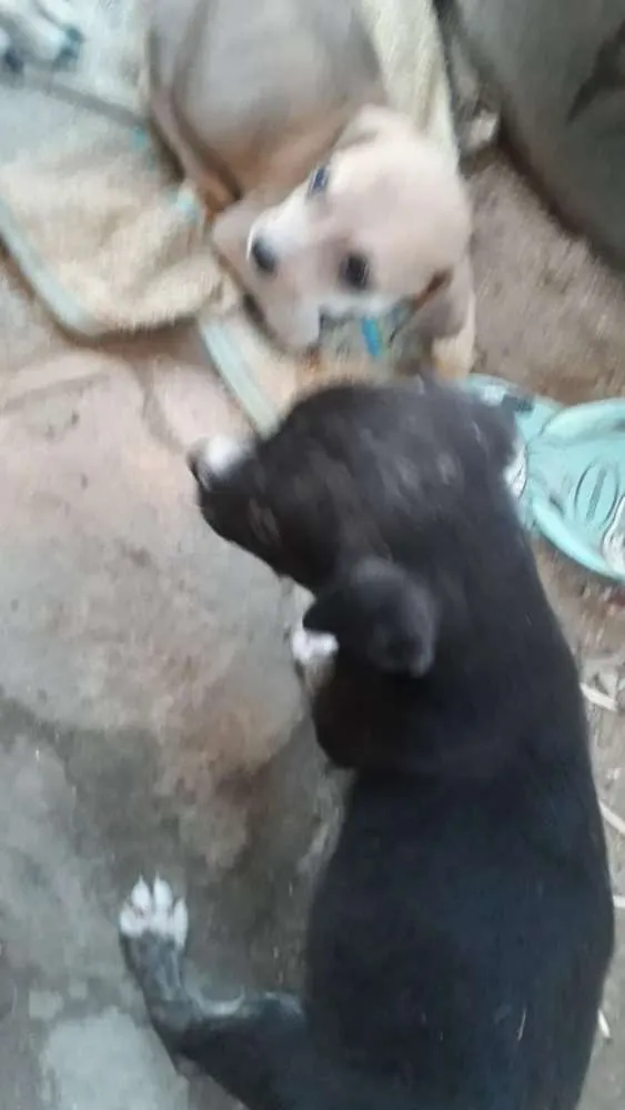 Cachorro ra a mistura  com vilalata idade 2 a 6 meses nome Não tem nome e novin