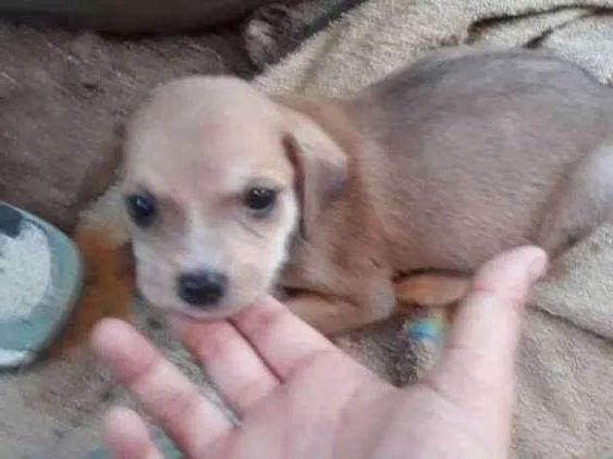 Cachorro ra a mistura  com vilalata idade 2 a 6 meses nome Não tem nome e novin