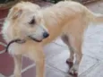Rosie
