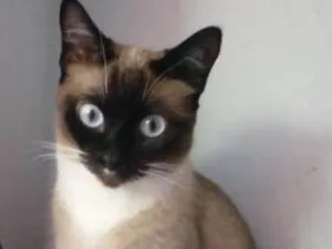 Gato raça Vira-Lata idade 3 anos nome Gordinha