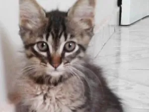 Gato raça SRD idade Abaixo de 2 meses nome Sem nome 