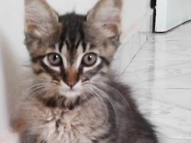 Gato ra a SRD idade Abaixo de 2 meses nome Sem nome 