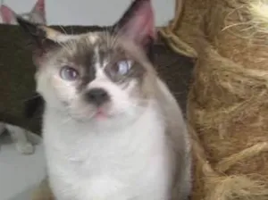 Gato raça srd idade 2 anos nome Flan