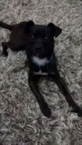 Apollo