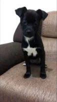Apollo