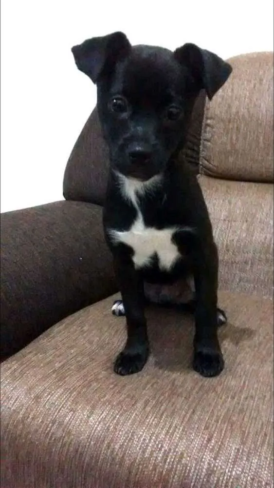 Cachorro ra a SRD idade 2 anos nome Apollo