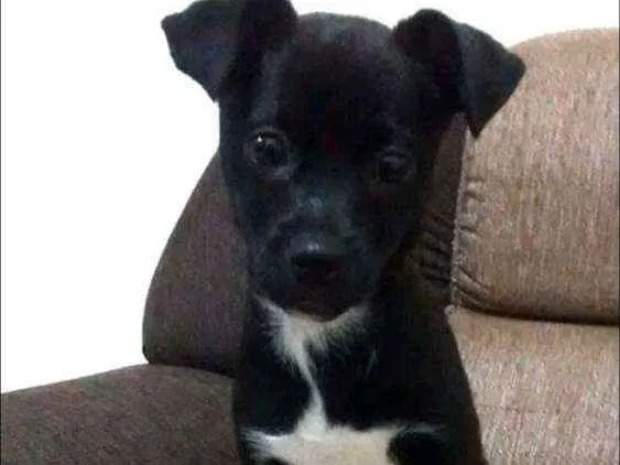 Cachorro ra a SRD idade 2 anos nome Apollo