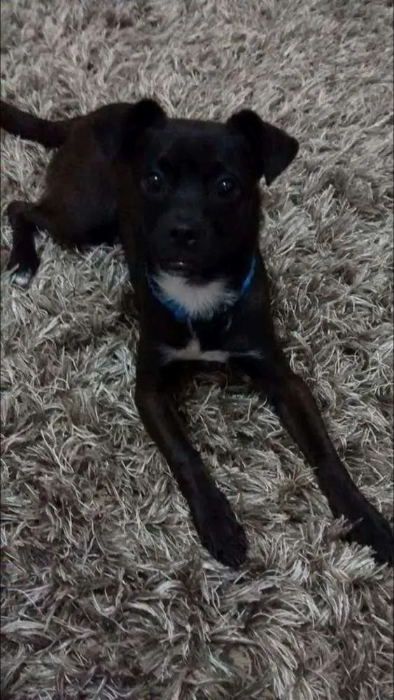 Cachorro ra a SRD idade 2 anos nome Nenhum