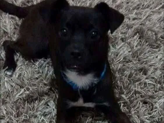 Cachorro ra a SRD idade 2 anos nome Nenhum