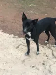 Spike