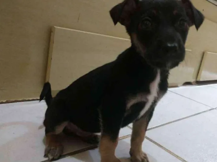 Cachorro ra a Vira lata idade  nome Pit