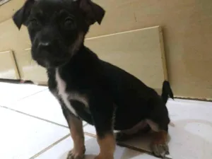 Cachorro raça Vira lata idade  nome Pit
