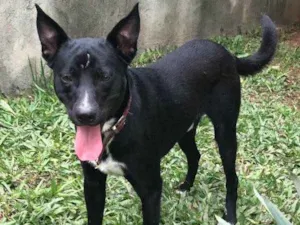 Cachorro raça SRD idade  nome Spike