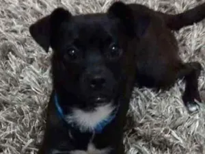 Cachorro raça SRD idade 2 anos nome Nenhum
