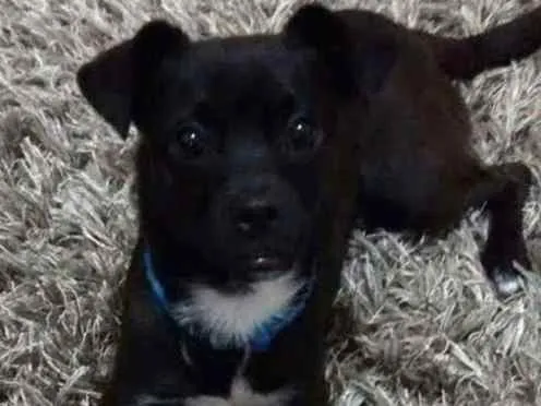 Cachorro ra a SRD idade 2 anos nome Nenhum