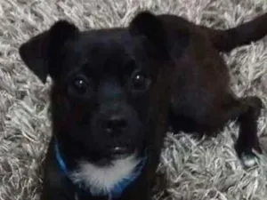 Cachorro raça SRD idade 2 anos nome Nenhum